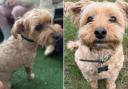 Simba has been reportedly stolen after a burglary in Palmers Green