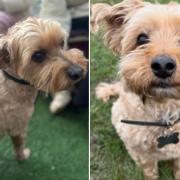 Simba has been reportedly stolen after a burglary in Palmers Green